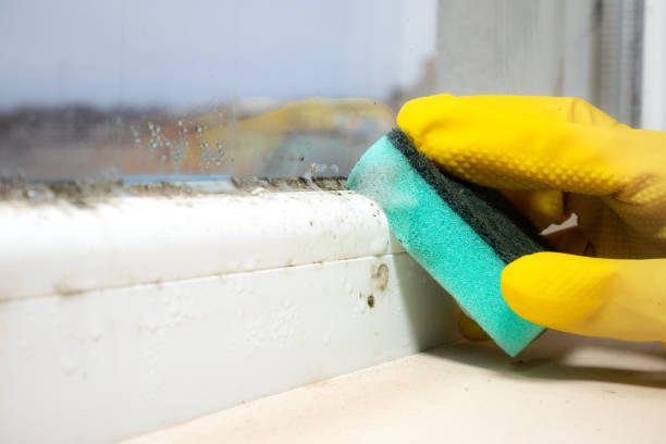 Best Mold Testing  in Steele, AL