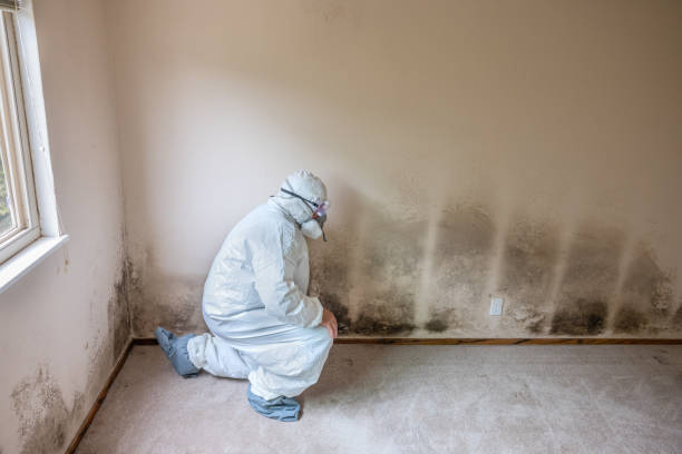 Best Mold Damage Repair  in Steele, AL