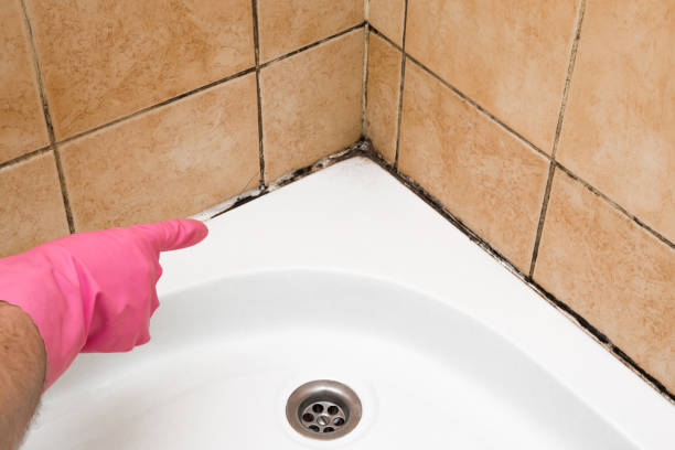 Best Local Mold Removal Service  in Steele, AL